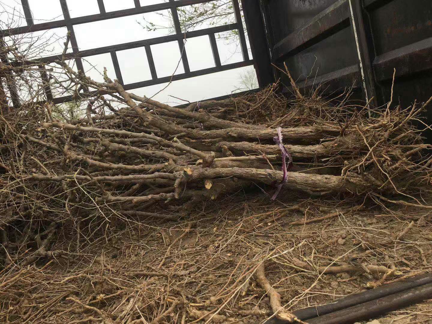 枸杞苗批发枸杞树占地树绿化工程苗 产地直接装车发货