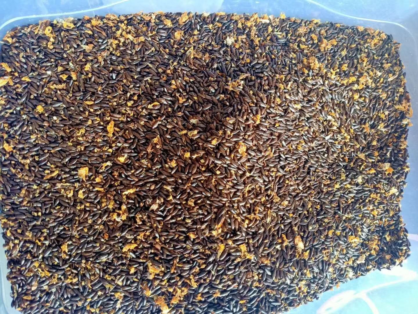 沙棘大果沙棘种子，深秋红种子，沙棘籽  种子 新沙棘种子