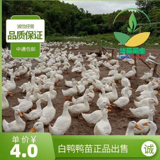 南宁白鸭苗 樱桃谷白鸭鸭苗品质保证 诚信经营 包打疫苗 支持全国发货