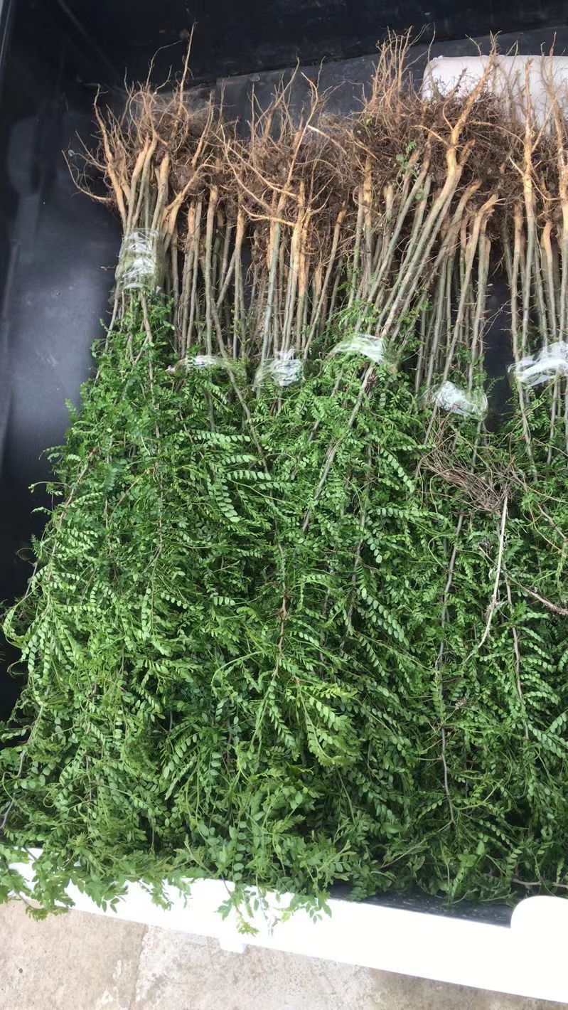 大刺皂角树  皂角苗出售