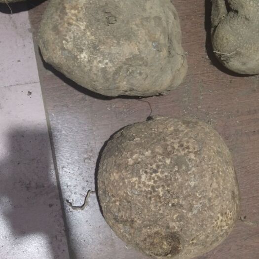 昆明蛇莲 金不换，苦金盆，大货，鲜货。