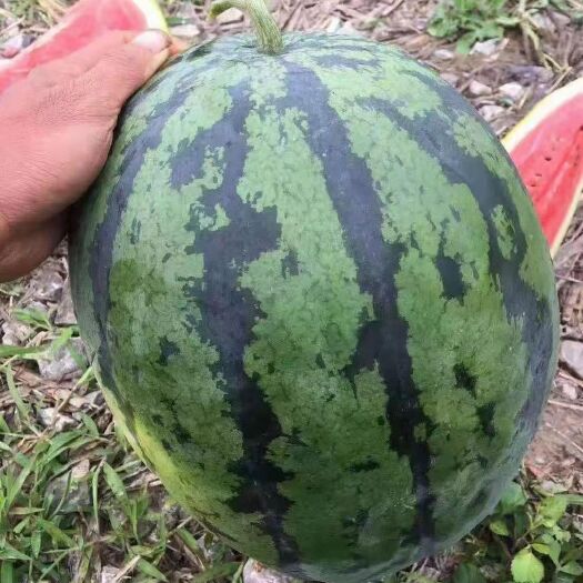 扶绥县西瓜 大量供应瓜果蔬菜
