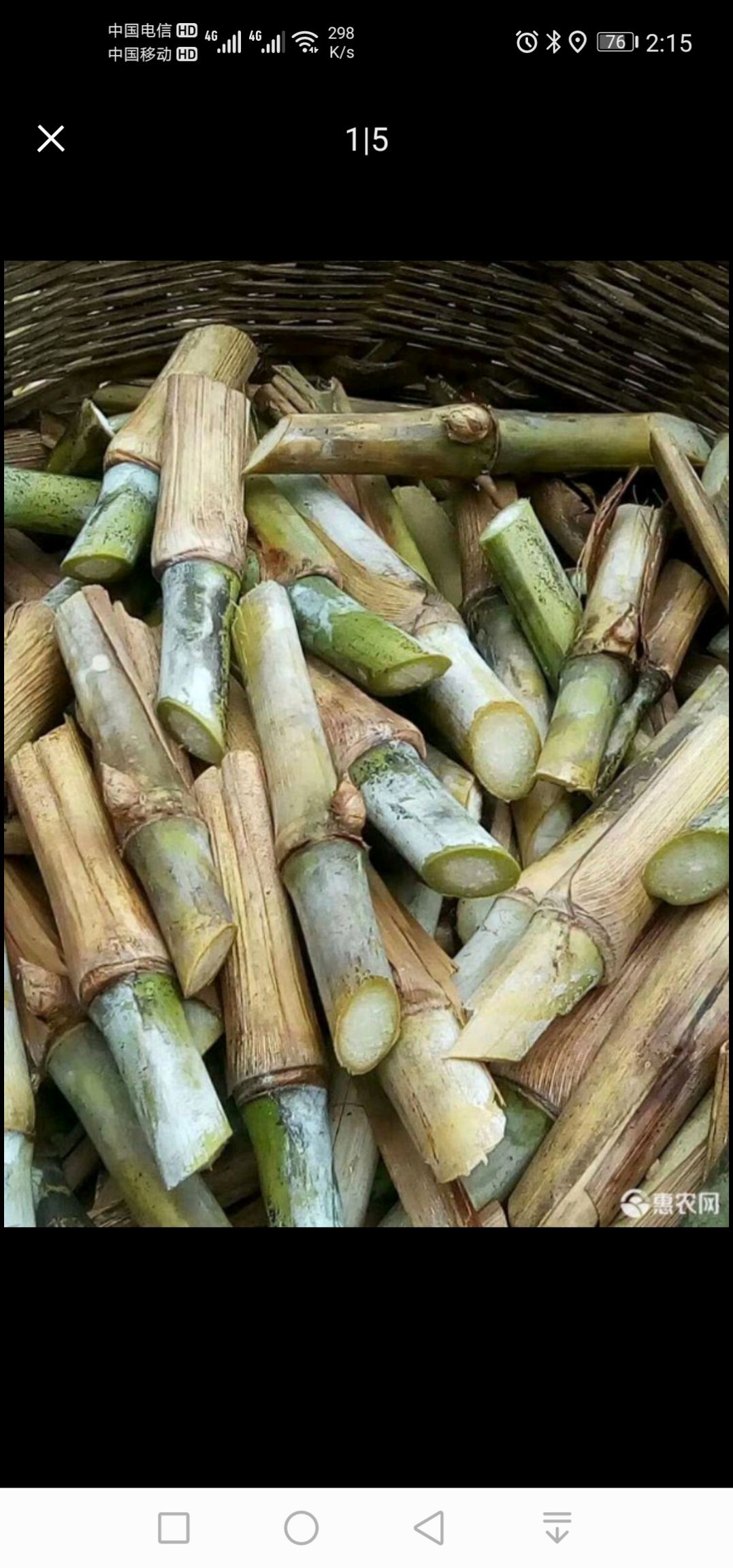 皇竹草种子  皇竹草种节羊草鱼草，兔草皇竹草牛草