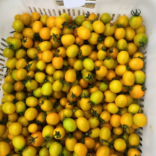 广州黄番茄 小黄果番茄上市