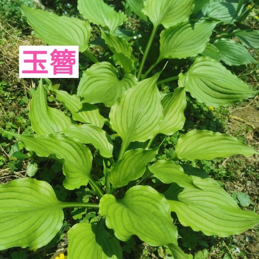 襄樊玉簪花  玉簪，大量供应玉簪，保质保量，襄阳基地，湖北玉簪，绿化工程苗