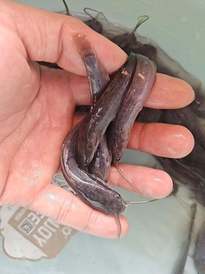 埃及鲶鱼苗，批发供应埃及塘角鱼苗，场地直销，量大优惠