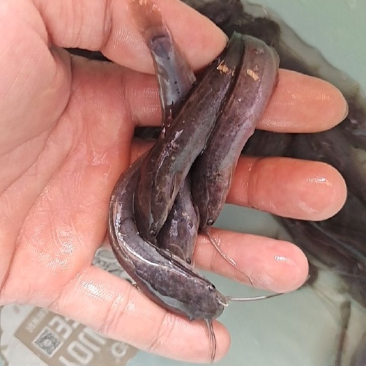 南宁埃及鲶鱼苗，批发供应埃及塘角鱼苗，场地直销，量大优惠