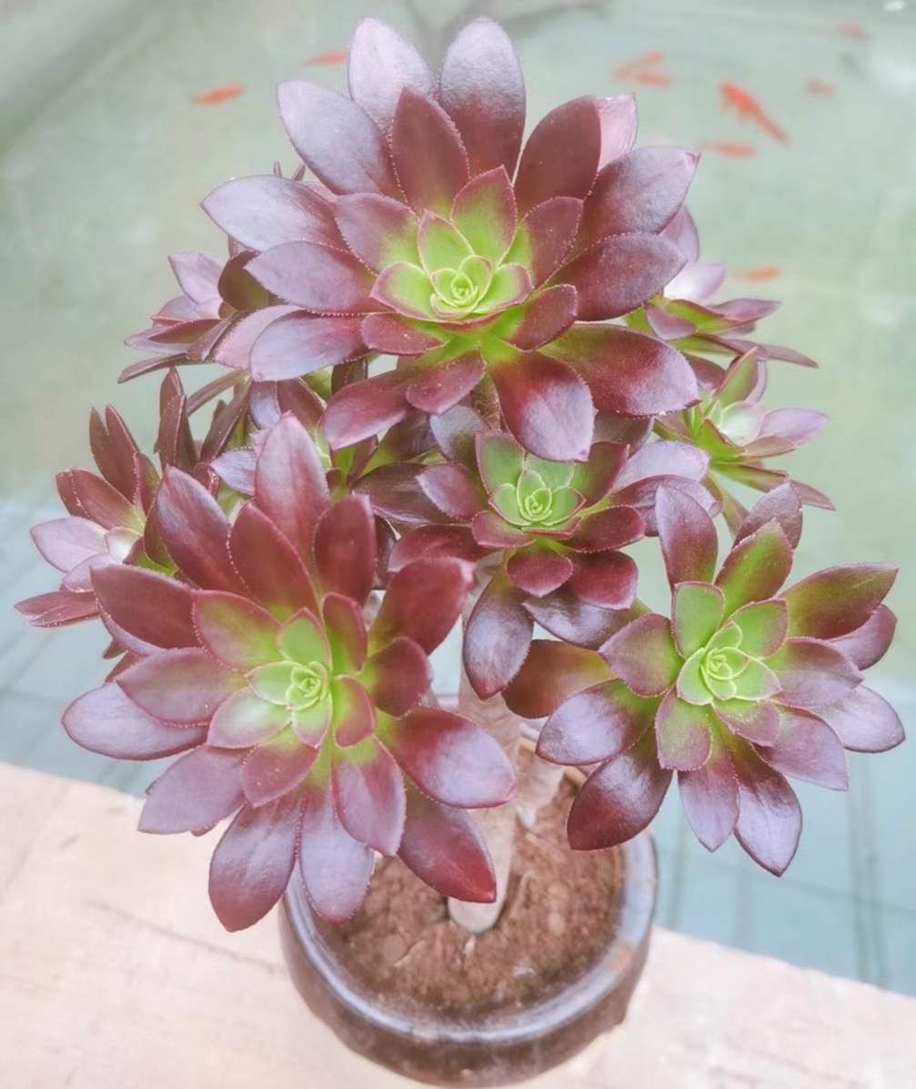 多肉组合 三色孔雀捧花,老桩,高度30左右
