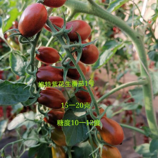 樱桃番茄种子  紫黑色花生番茄种子花生柿子籽咖啡色樱桃小番茄种子葫芦型柿子籽