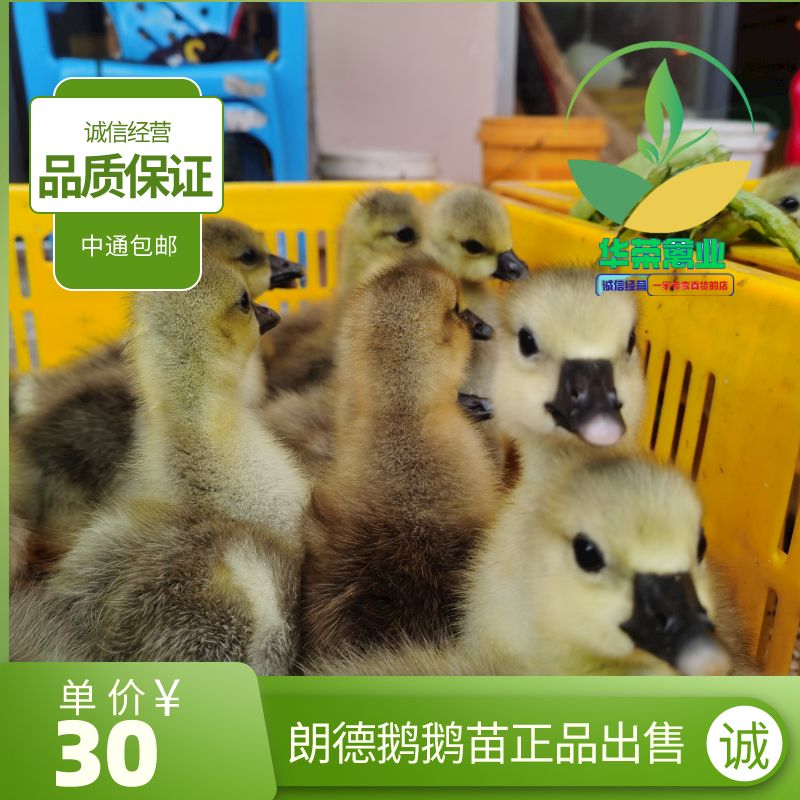 朗德鹅苗  朗德鹅鹅苗品质保证 诚信经营 包打疫苗 可支持全国发货
