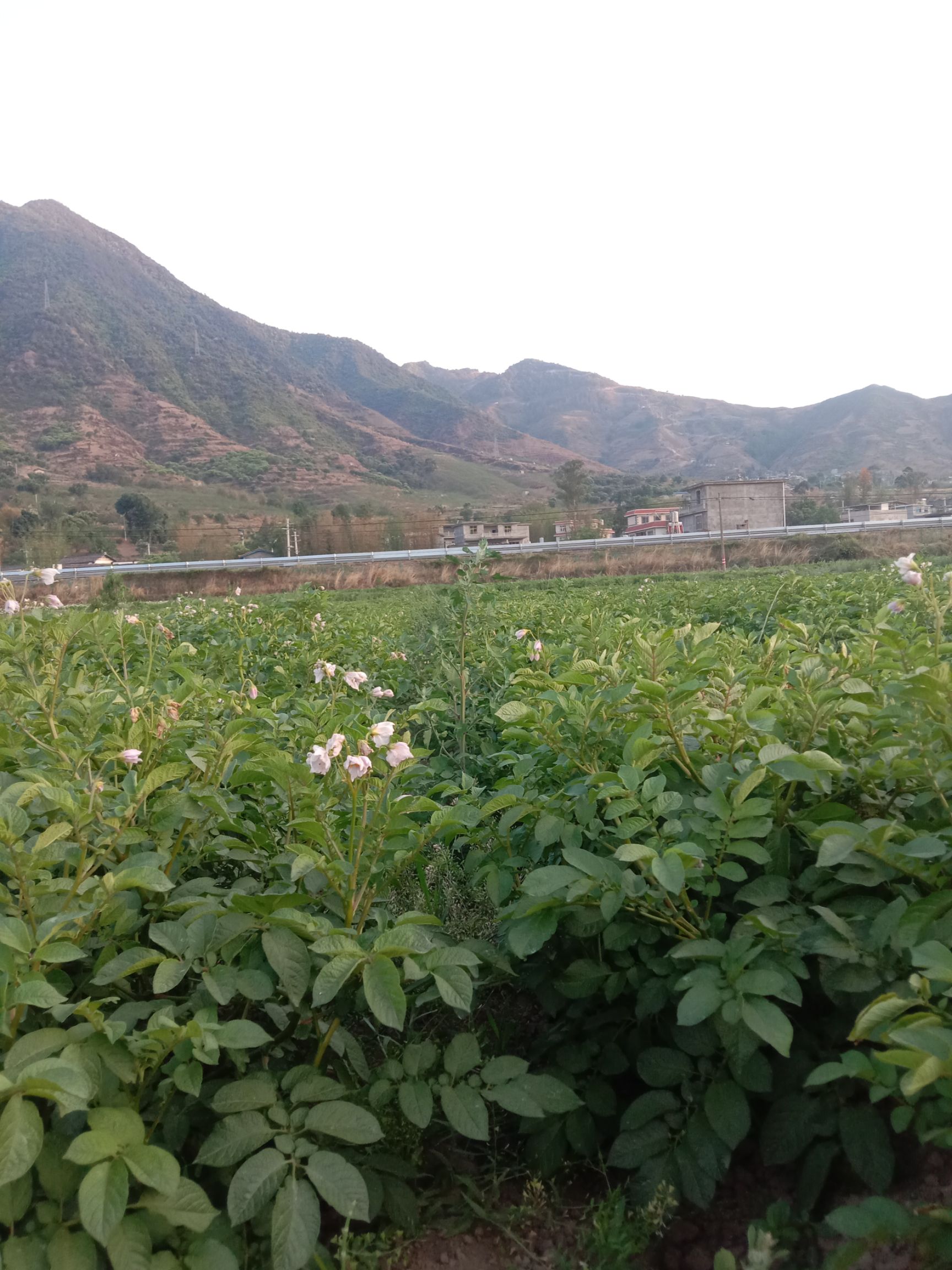 丽薯6号 土豆