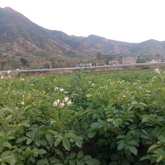 冕宁县丽薯6号 土豆