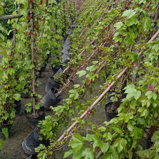 成都成都本地变色三叶爬山虎 ，规格多种，大量上市，热卖中