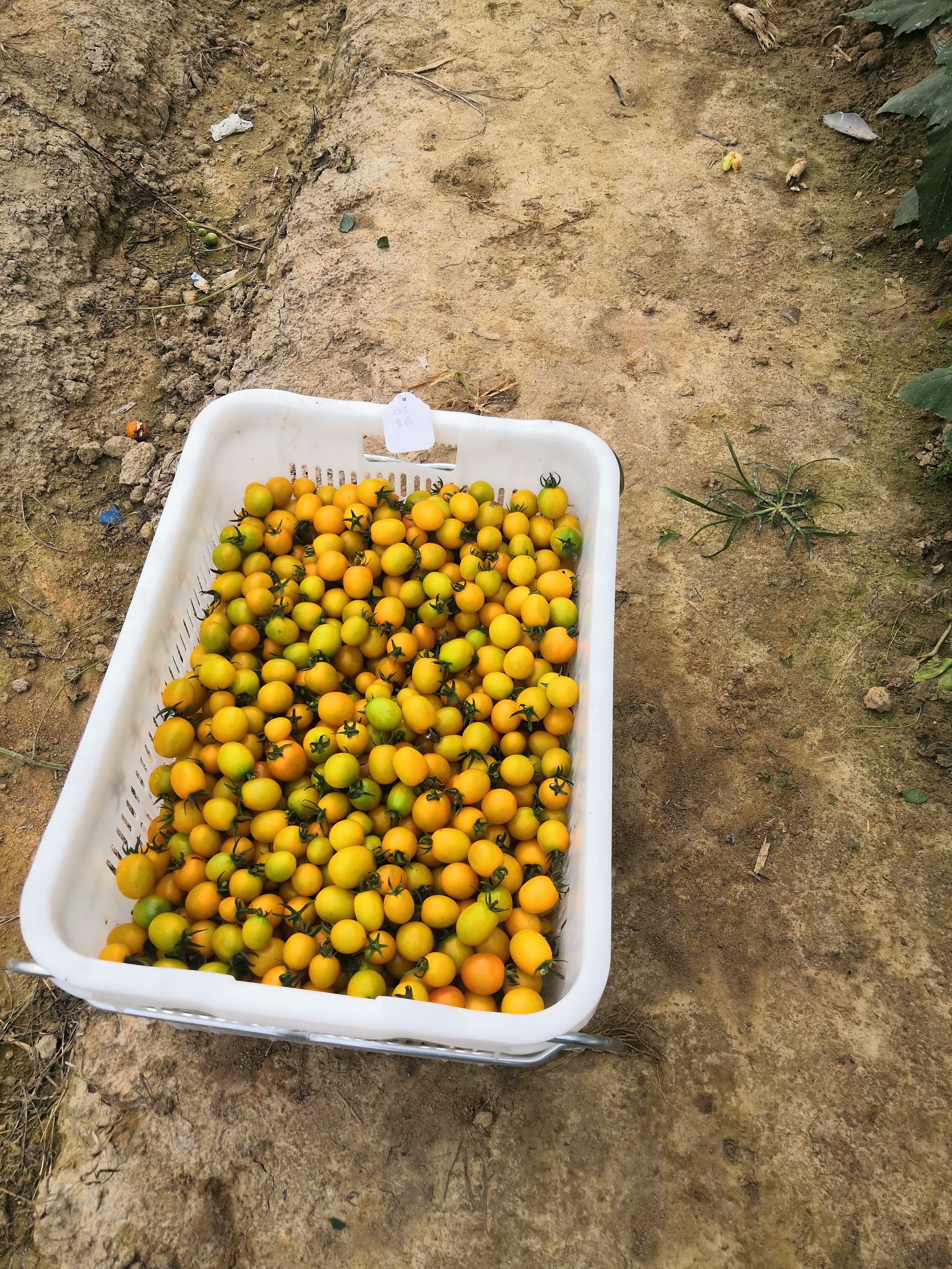 黃番茄 小黃果番茄上市