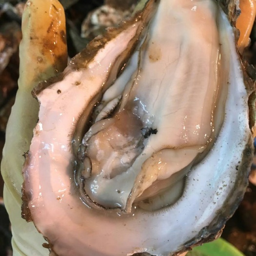 饒平縣長(zhǎng)牡蠣  大生蠔肉