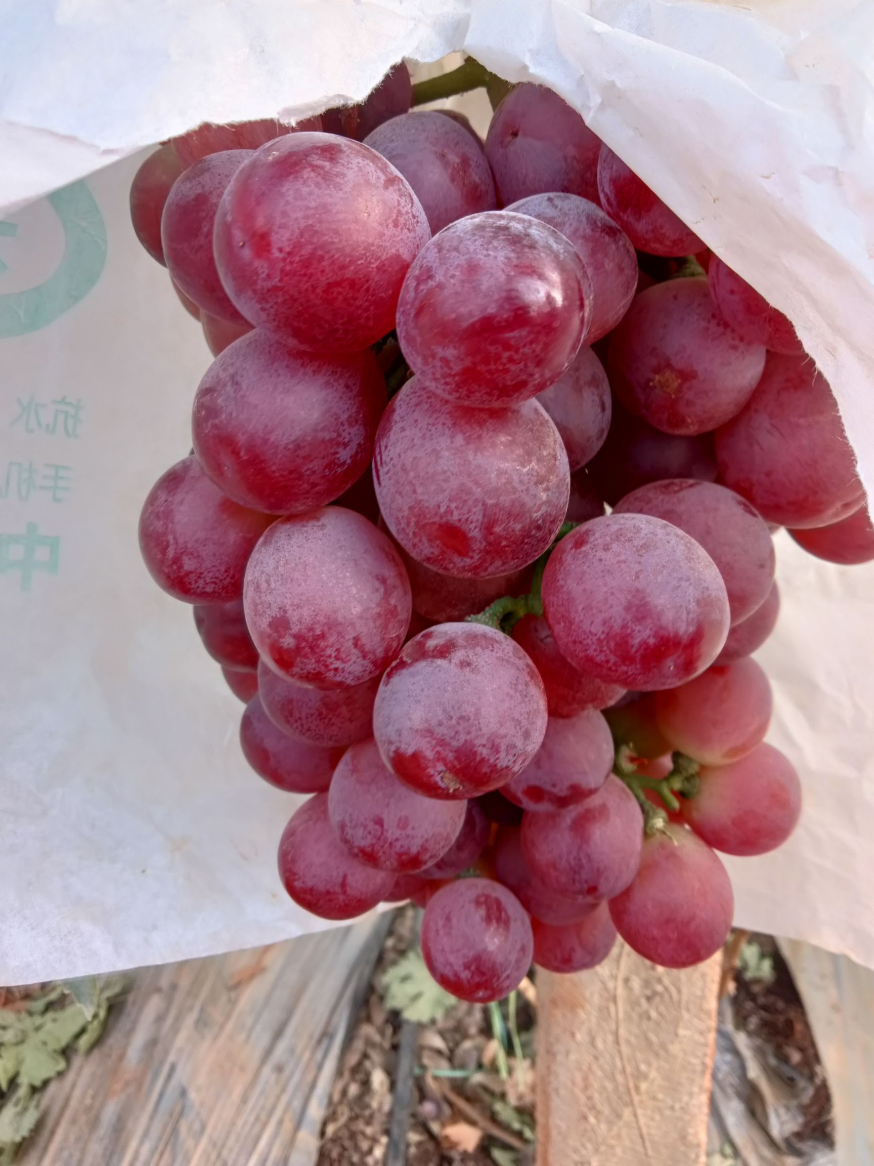 白鸡心葡萄 元谋葡萄光照充足，汁多味美，皮薄肉厚，欢迎五湖四海的朋友选购