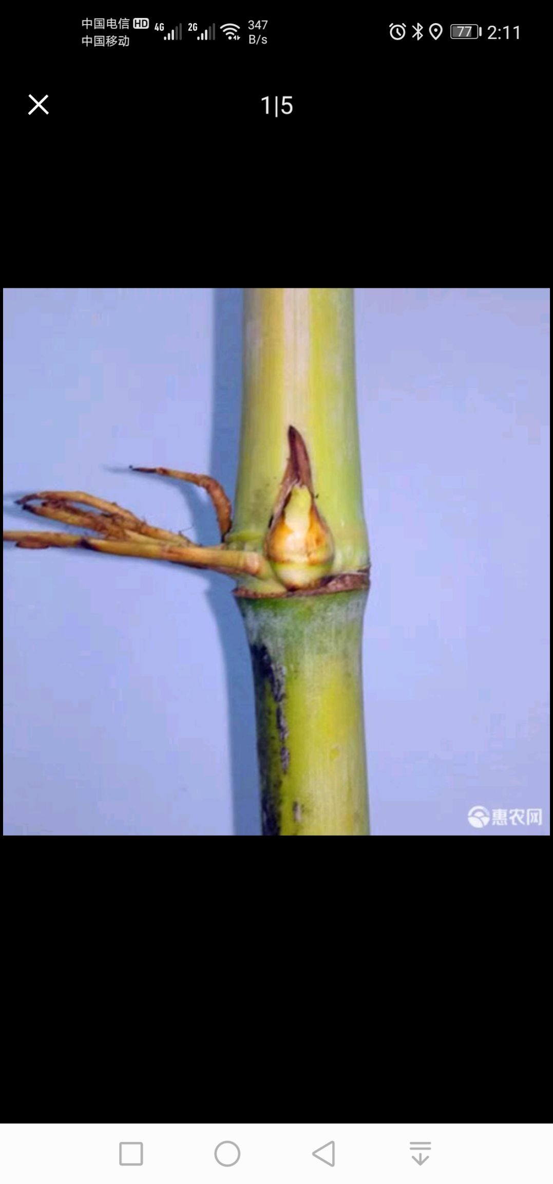 皇竹草种子  皇竹草种节羊草鱼草，兔草皇竹草牛草