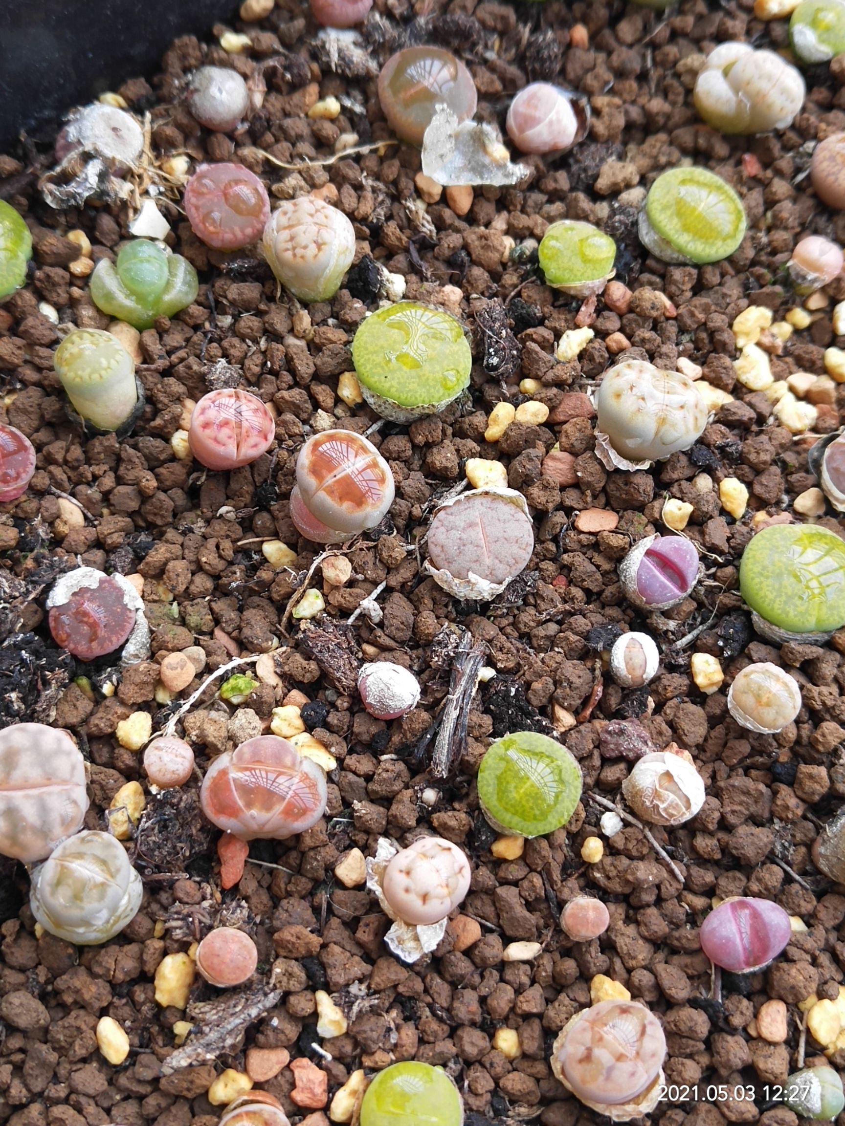 彩色生石花南非混小苗