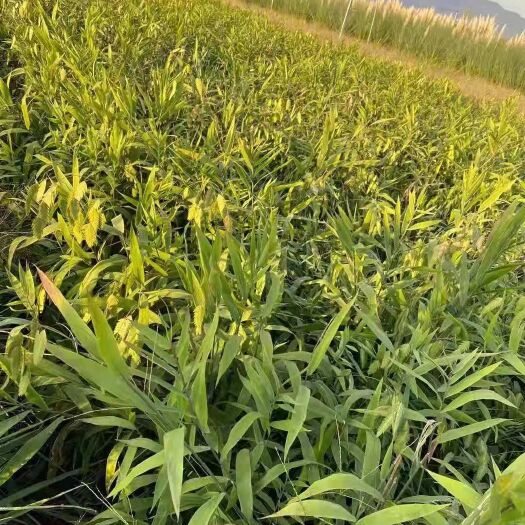杭州风铃花 小盼草自产自销小盼草基地