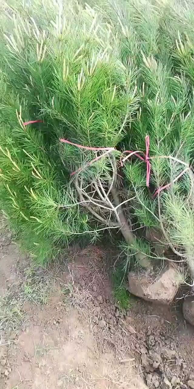 白皮松，需要的联系