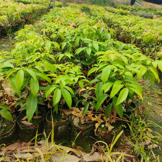 高州市桂味荔枝苗 嫁接苗 容器苗 