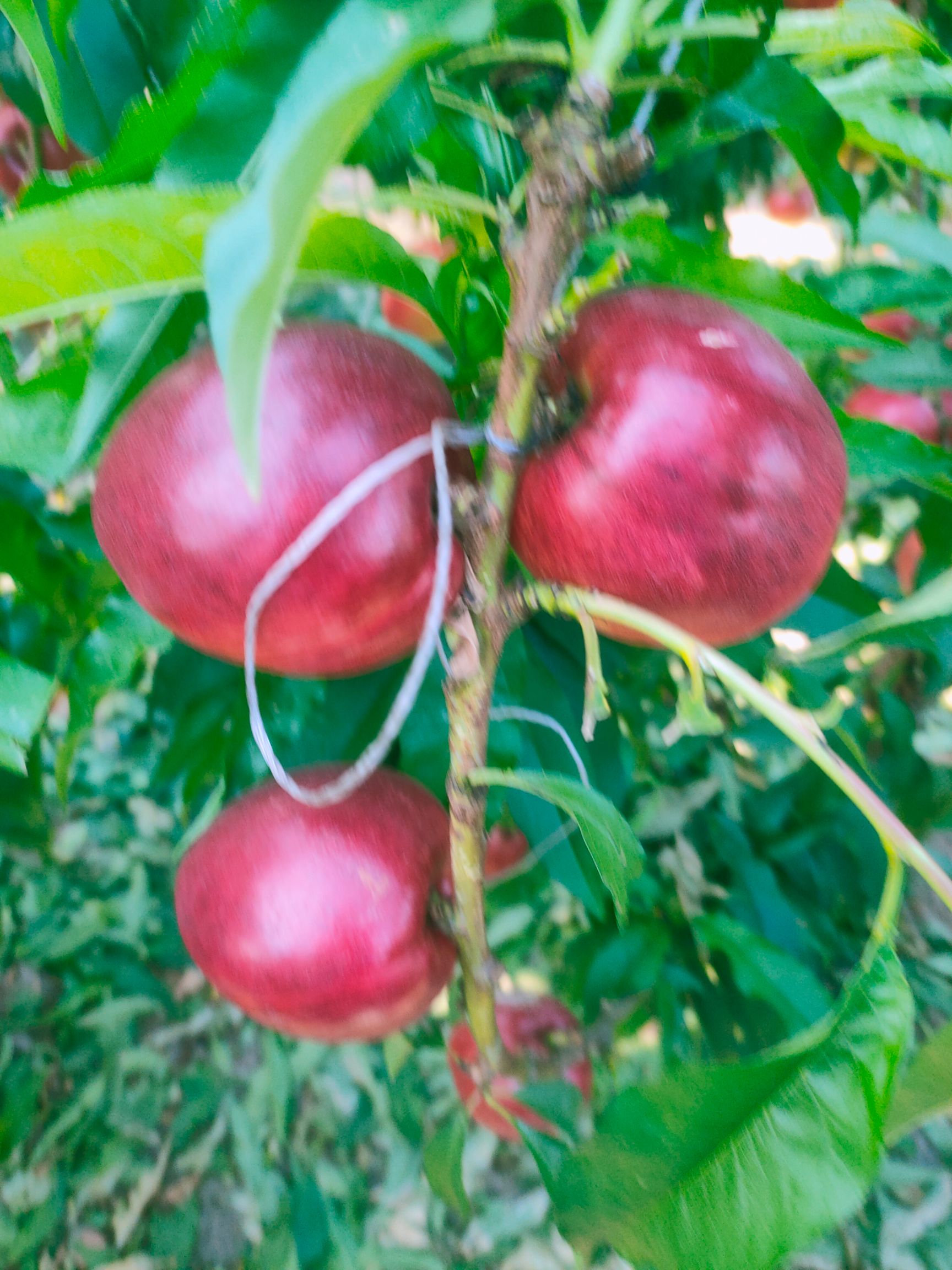 黄金蜜  黄油桃