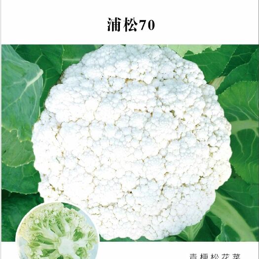 白面青梗松花菜种子 蒲松70松花：青梗，秋季70天，生长旺盛