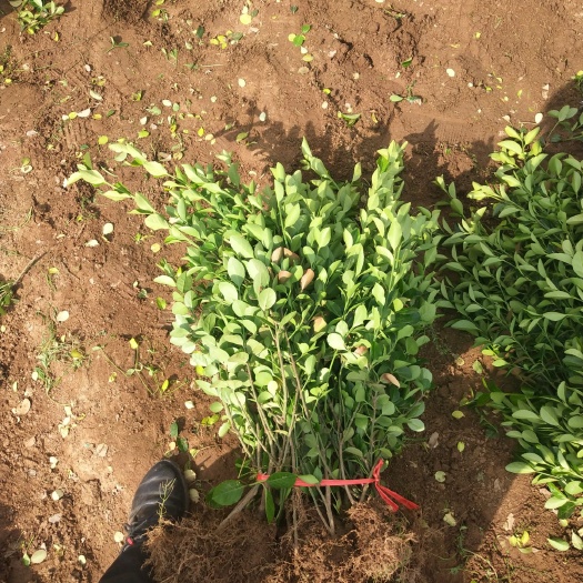 泰安 自家苗圃优质直立扶芳藤，质量非常好，分枝好，成活率高