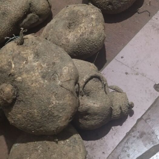 昆明蛇莲 苦金盆，大货鲜货，一手货源，直发