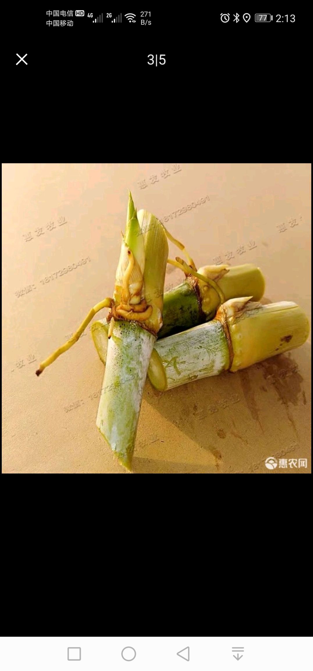 皇竹草种子  皇竹草种节羊草鱼草，兔草皇竹草牛草