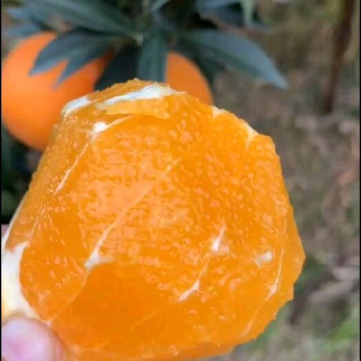 秭归县春橙伦晚，皮薄，果肉细腻，爆汁纯甜，伦晚脐橙又称呼为帝王橙