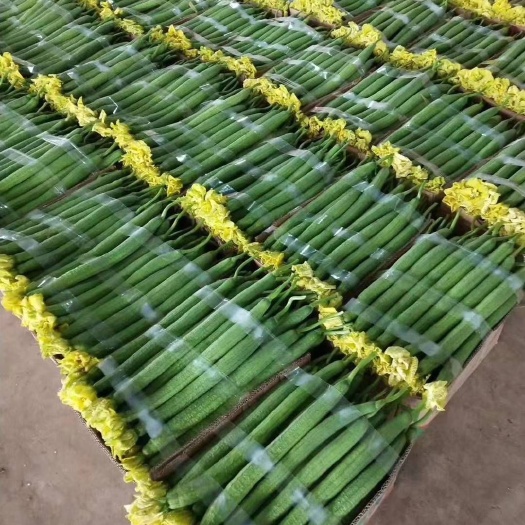 东海县连云港鲜花丝瓜质量好，货源充足，欢迎各位老板选购