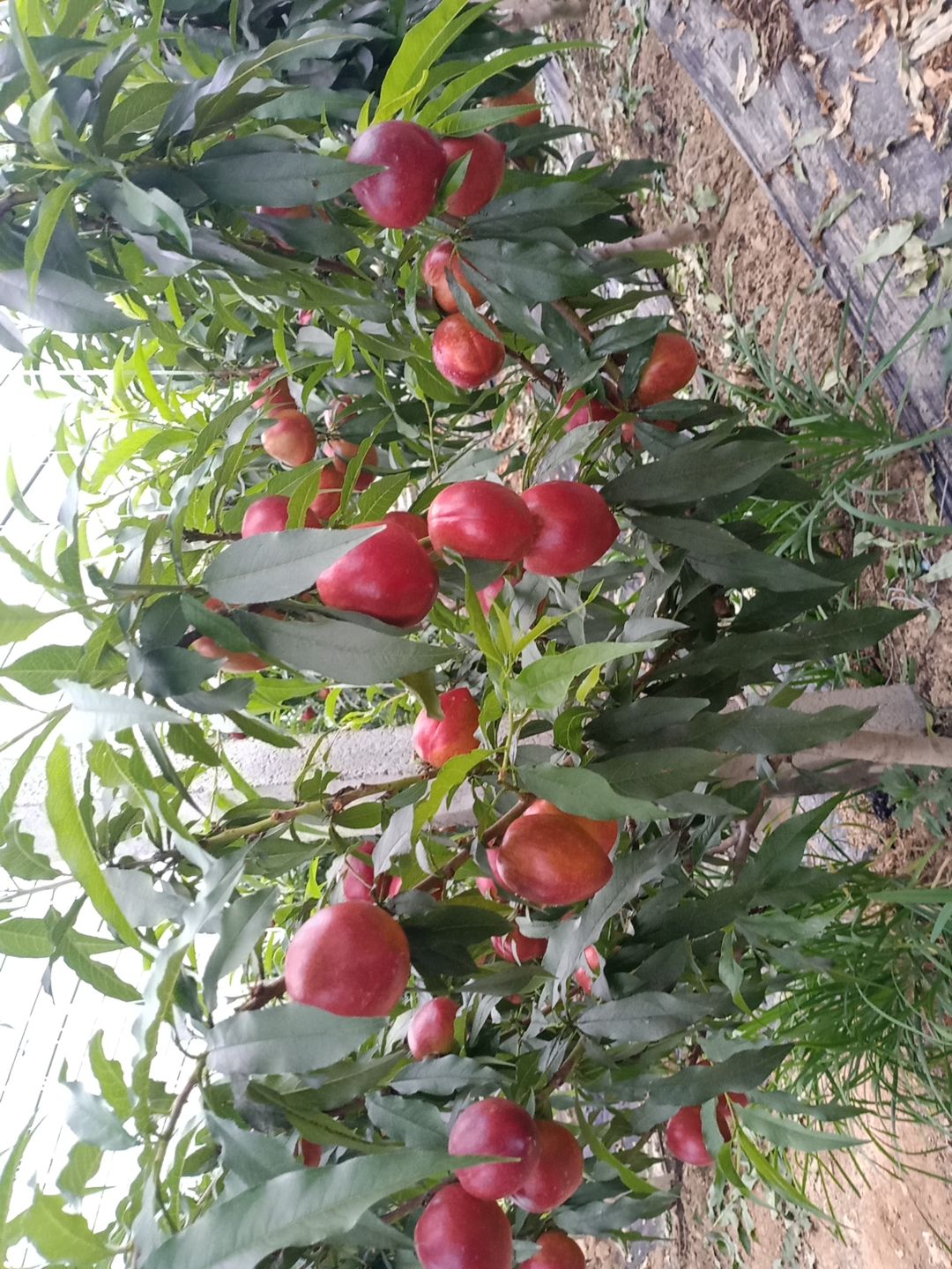 红油桃 山东，万亩油桃批发基地，价格低，欢迎各位老板