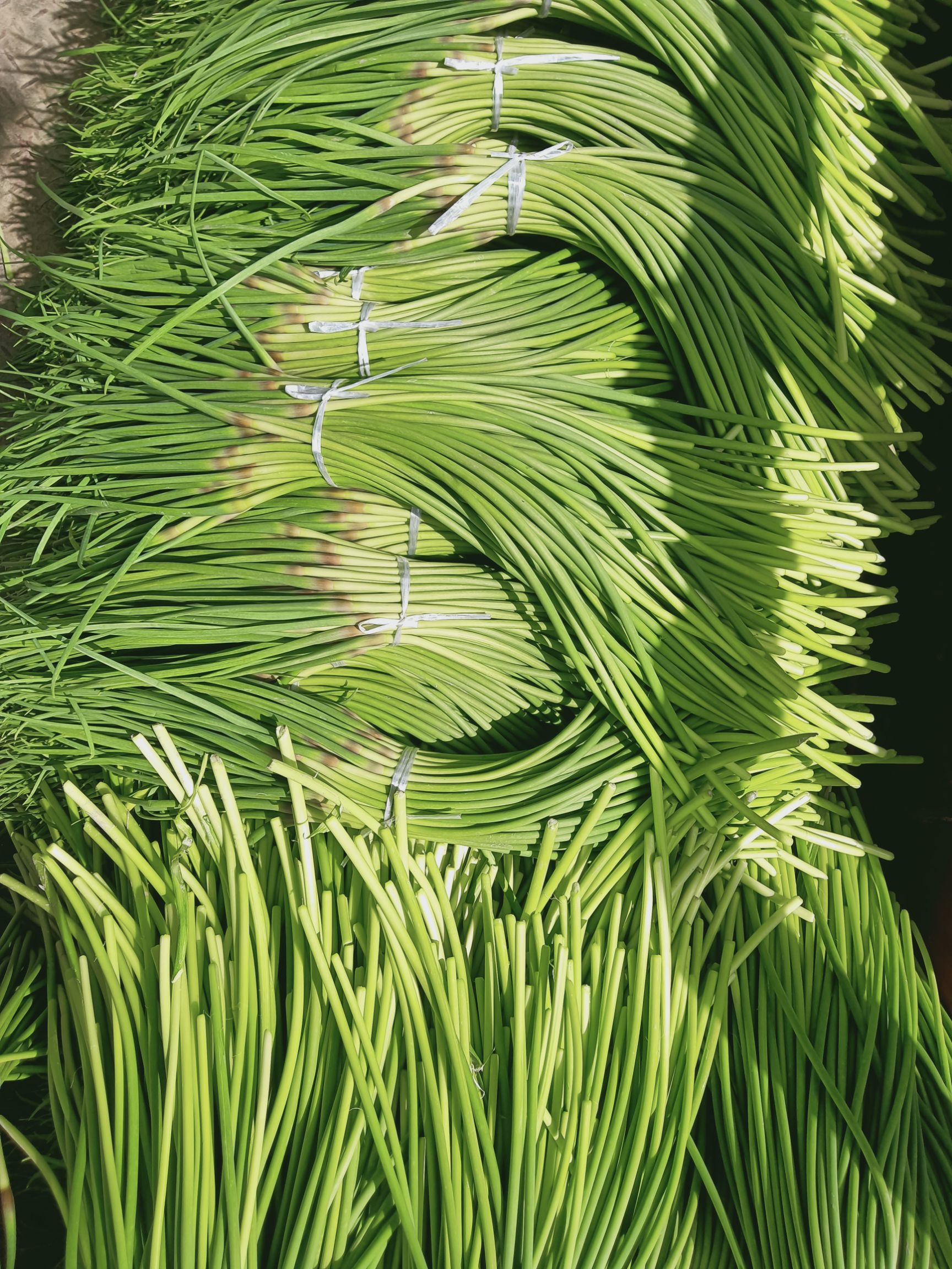 红帽蒜苔 金乡蒜苔