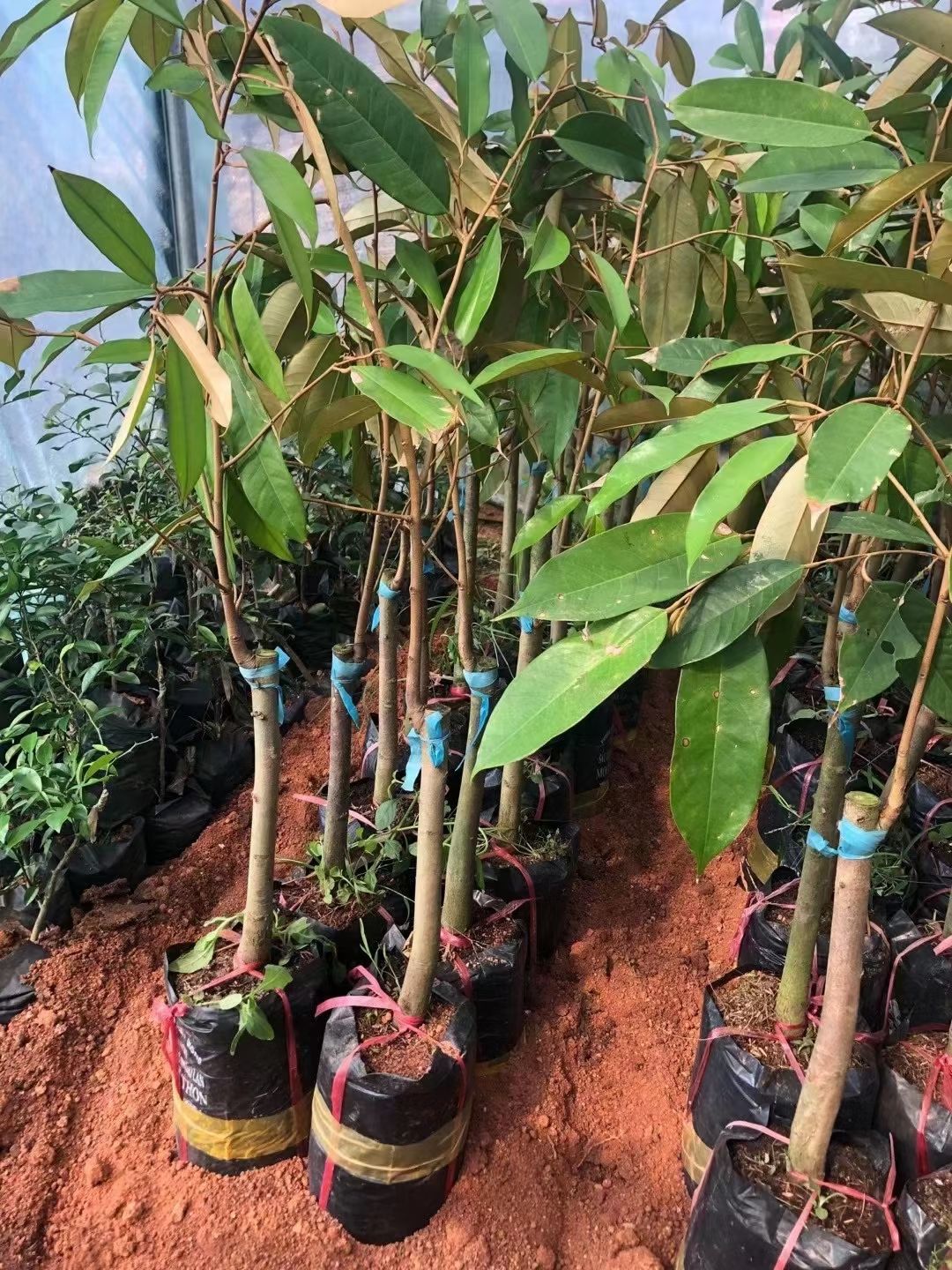 优质嫁接泰国金枕榴莲苗，当年种植当年结果带土带叶包邮