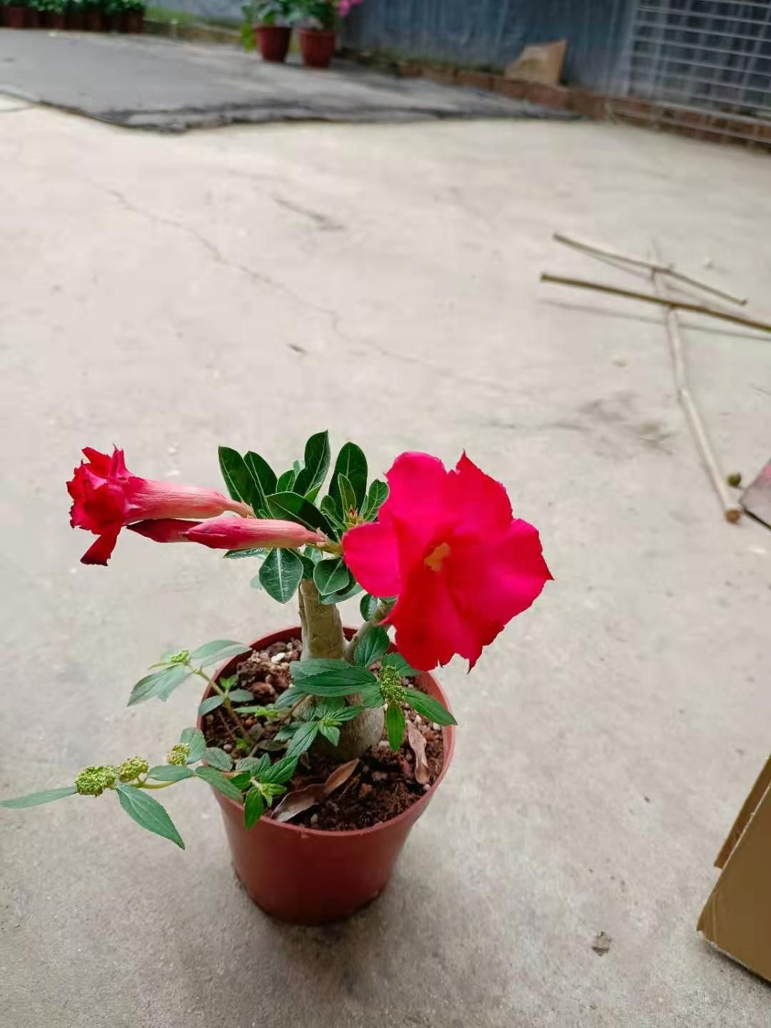  140规格混色沙漠玫瑰11.5元一盆，一件20盆