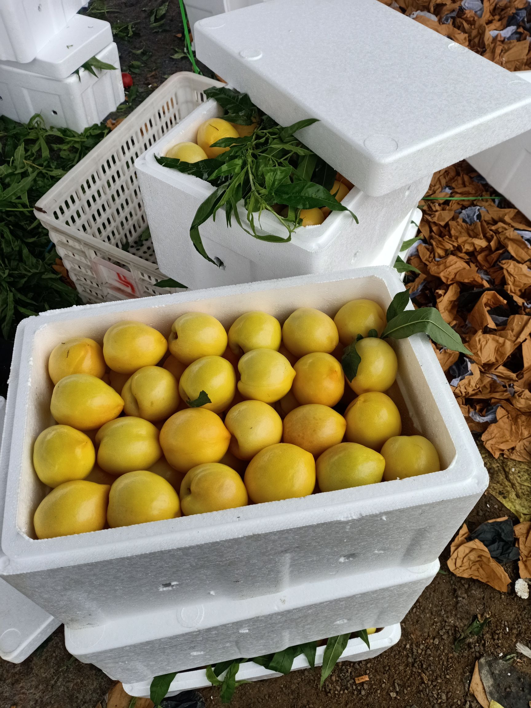 红油桃 山东，万亩油桃批发基地，价格低，欢迎各位老板