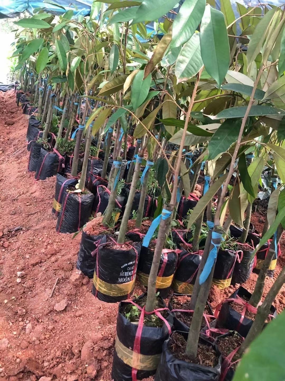 优质嫁接泰国金枕榴莲苗，当年种植当年结果带土带叶包邮