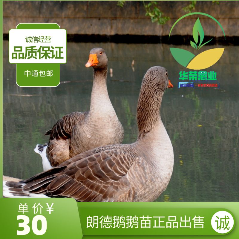 朗德鹅苗  朗德鹅鹅苗品质保证 诚信经营 包打疫苗 可支持全国发货
