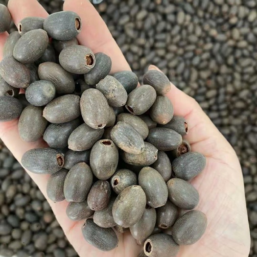 碗莲  开口发芽率高种子水生花卉绿睡莲荷花开口迷你睡莲根茎水培植