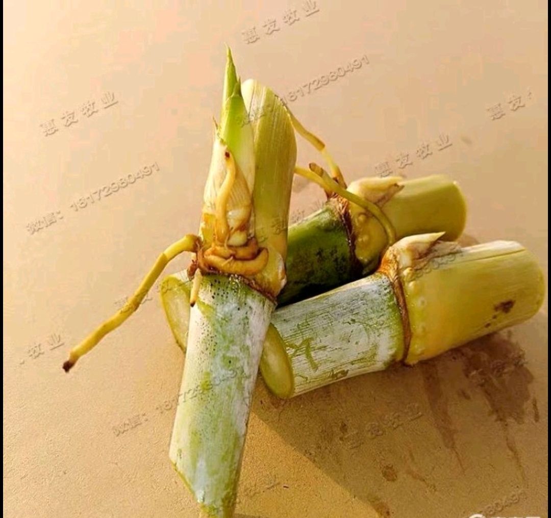 皇竹草种子  皇竹草种节羊草鱼草，兔草皇竹草牛草