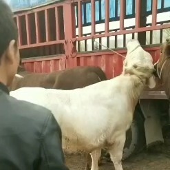 礼县 西门塔牛