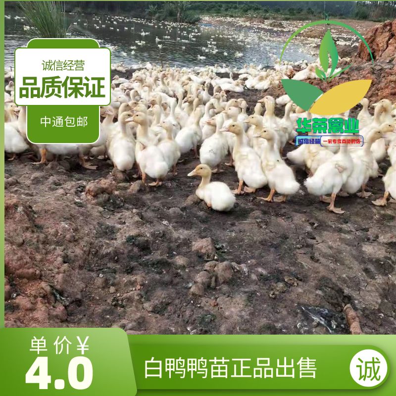 白鸭苗 樱桃谷白鸭鸭苗品质保证 诚信经营 包打疫苗 支持全国发货