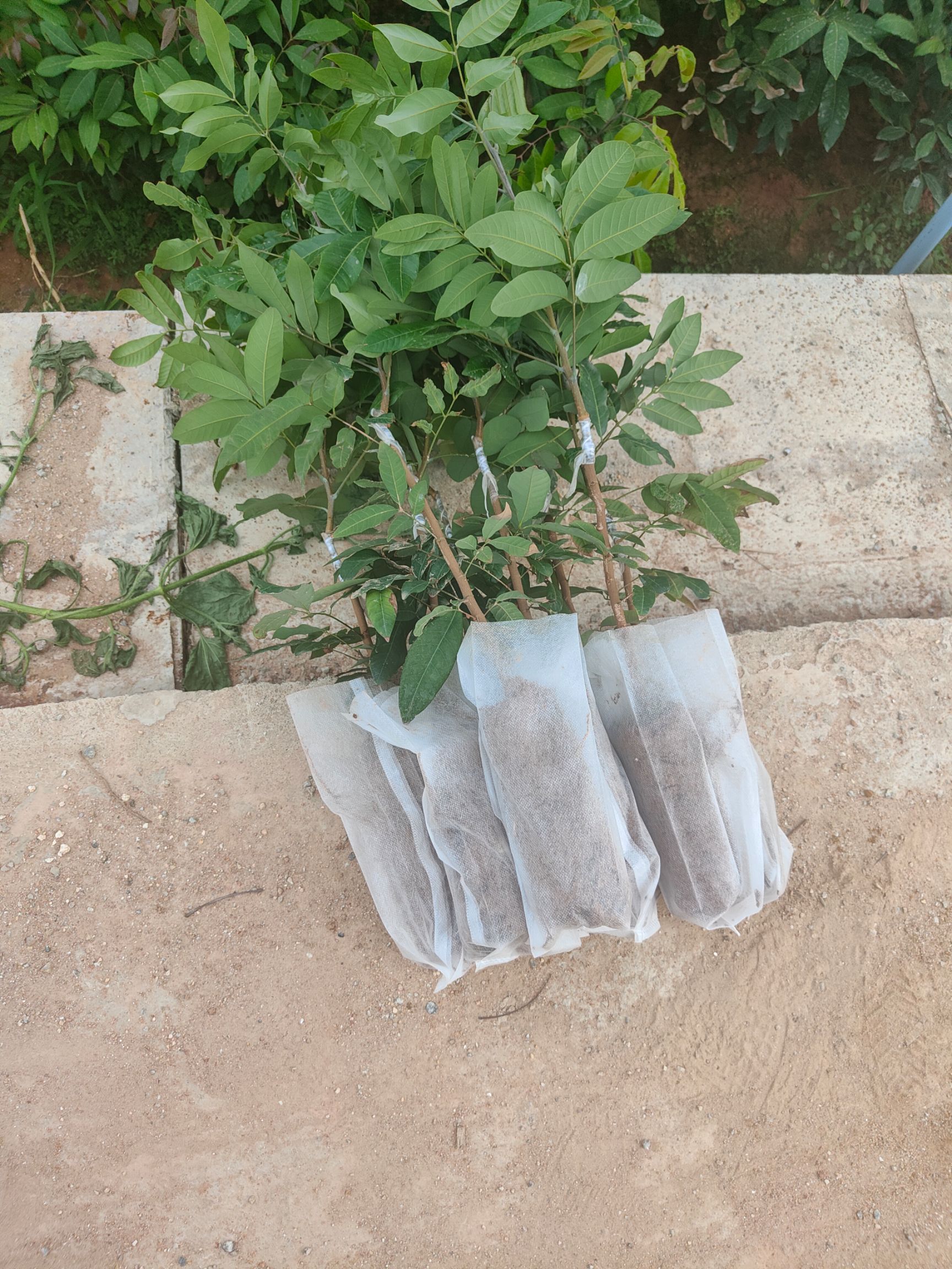 石峡龙眼苗 石夹龙眼，味清甜，果多