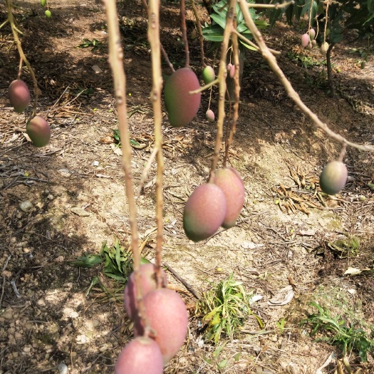 百色贵妃芒