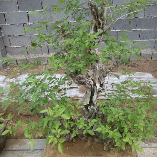 邳州市黄荆桩  原皮老桩黄荊