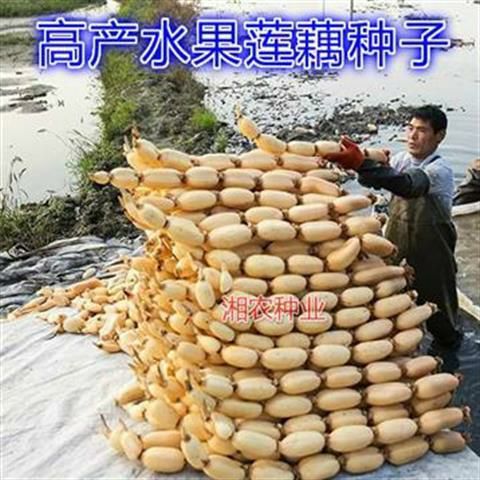 太空莲36号藕种  粉藕藕鄂莲6号食用莲藕种苗  池塘种