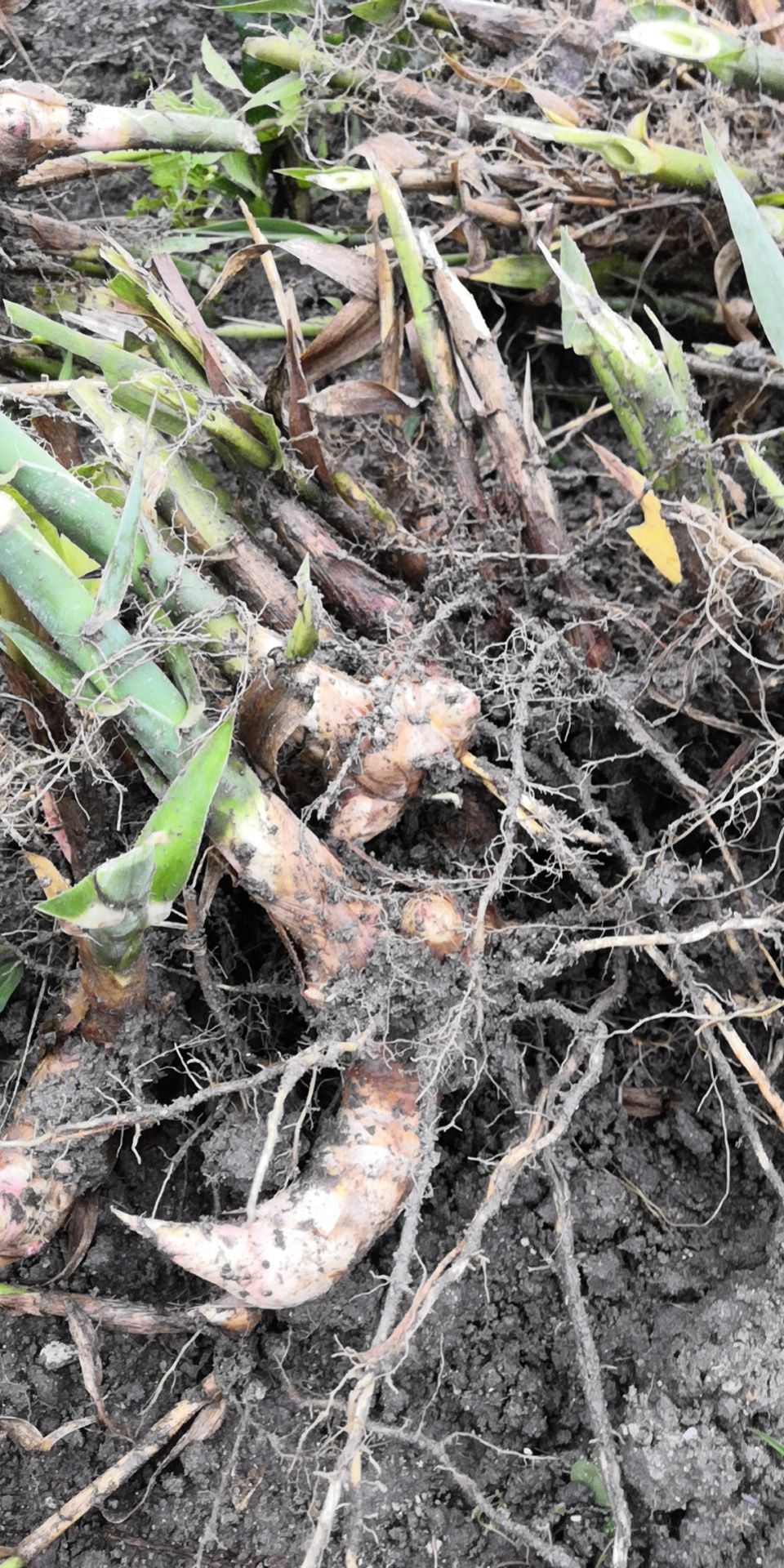 绿洲一号零下27度可安全越冬牧草，全光照老根分株苗生长快