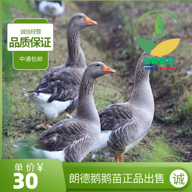 朗德鹅苗  朗德鹅鹅苗品质保证 诚信经营 包打疫苗 可支持全国发货