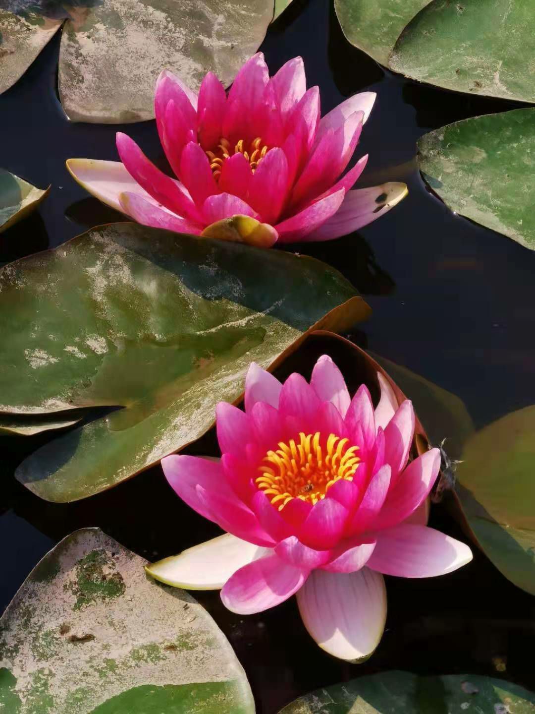 睡莲根苗